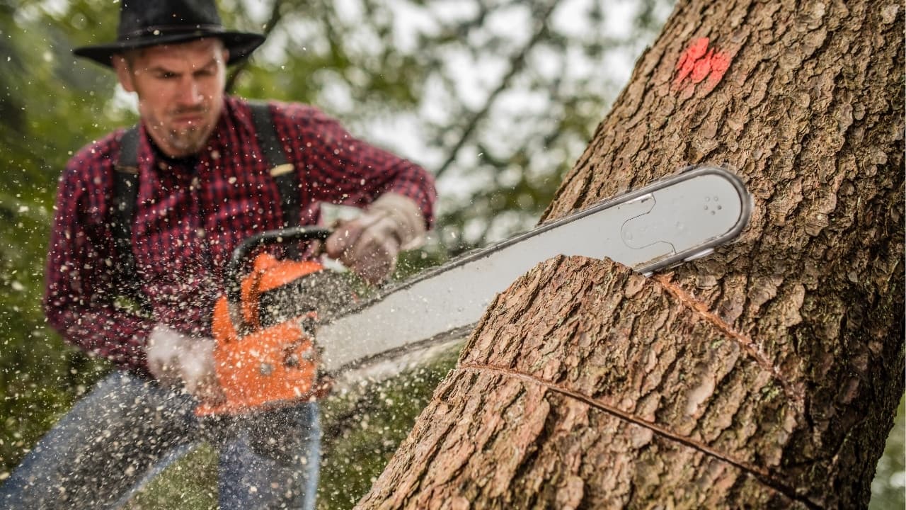 Find Tree Service