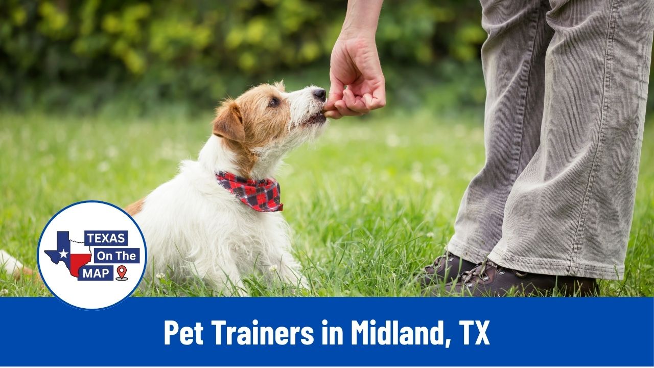 Pet Trainers in Midland