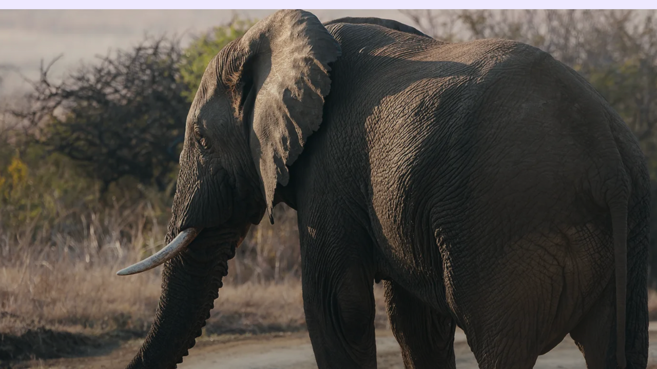 Big 5 in KwaZulu-Natal: Where to Go, What to Expect, and How to Increase Your Chances of Sightings