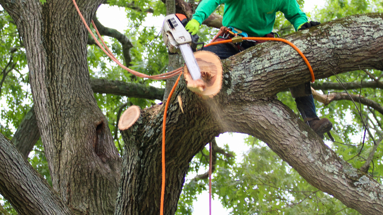 Everything You Need to Know About Tree Care in Sheboygan
