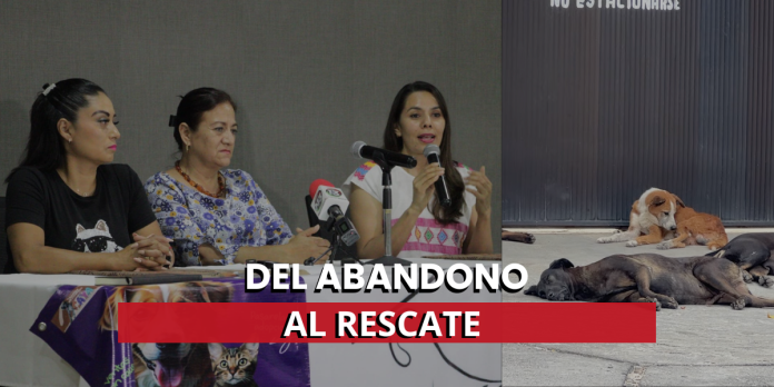 Ayudando a patitas callejeras