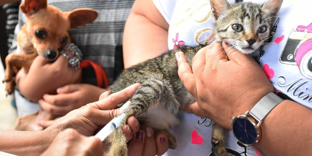 ¡Mascotas seguras! Vacunación antirrábica en marcha