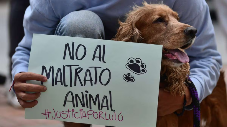 Denuncian maltrato a perritos en el Fraccionamiento Real del Bosque