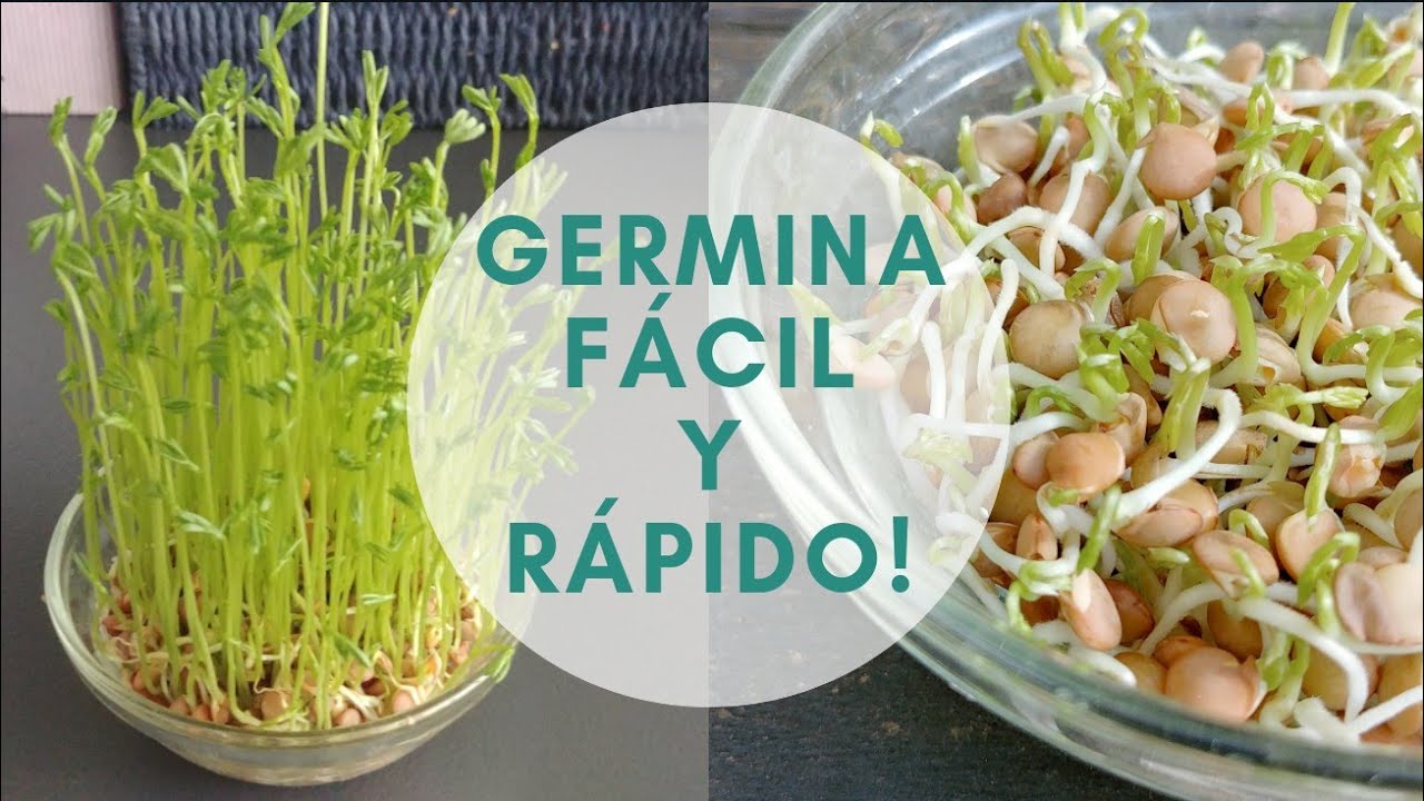 Cómo hacer germinados caseros