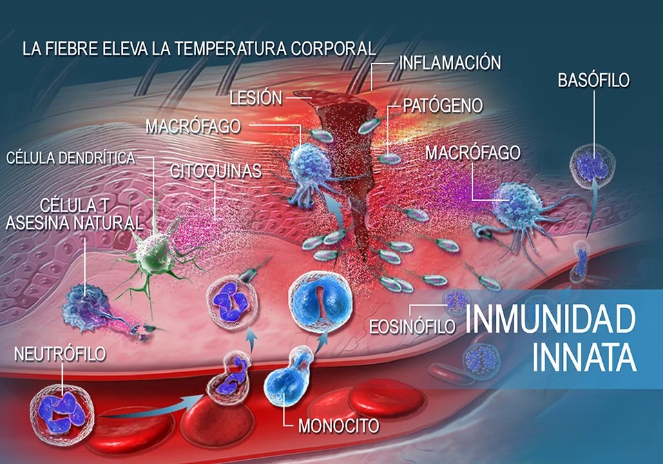 Qué es la inmunidad innata y cómo reforzarla con la alimentación