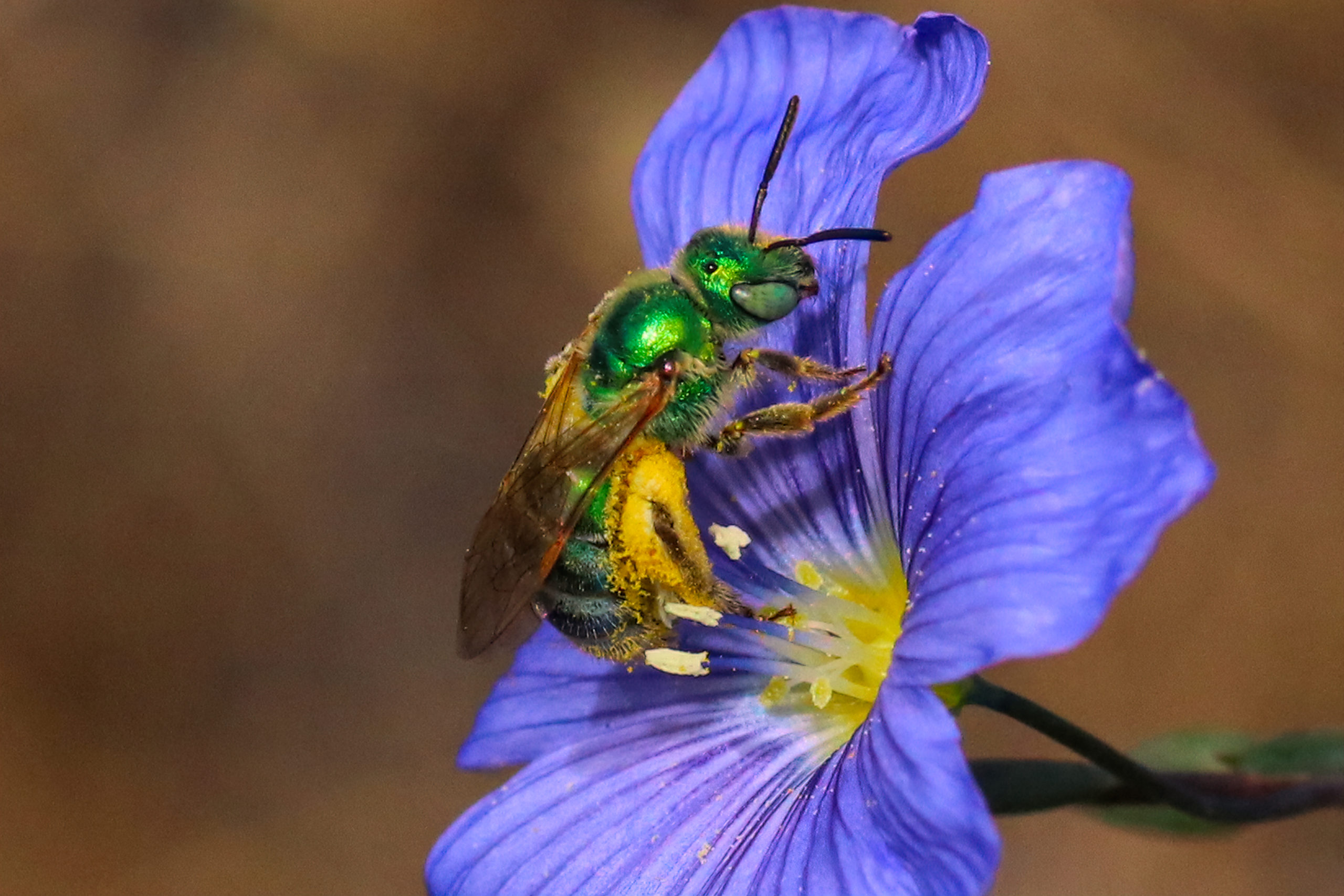 Sweat Bee