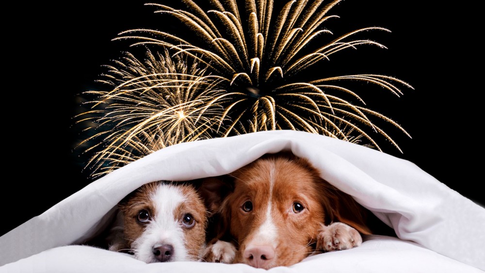 Pirotecnia puede provocar daos severos en la salud de los animales