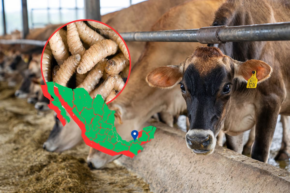 Más de 5 mil casos de gusano barrenador lleva acumulados Chiapas