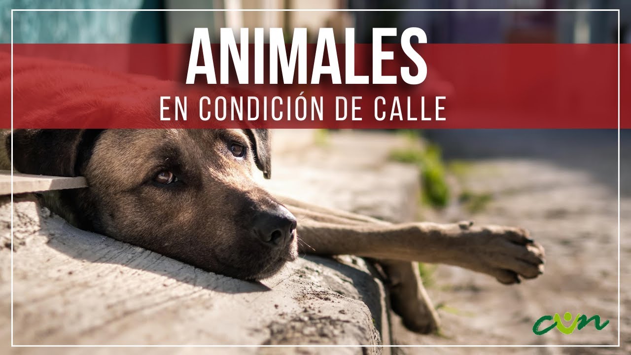 Descenso de temperatura puede ser un mortal