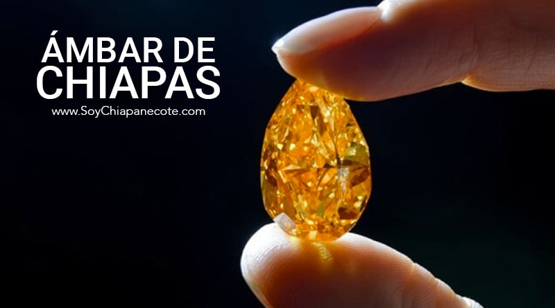 Descubren árbol del ámbar en Chiapas