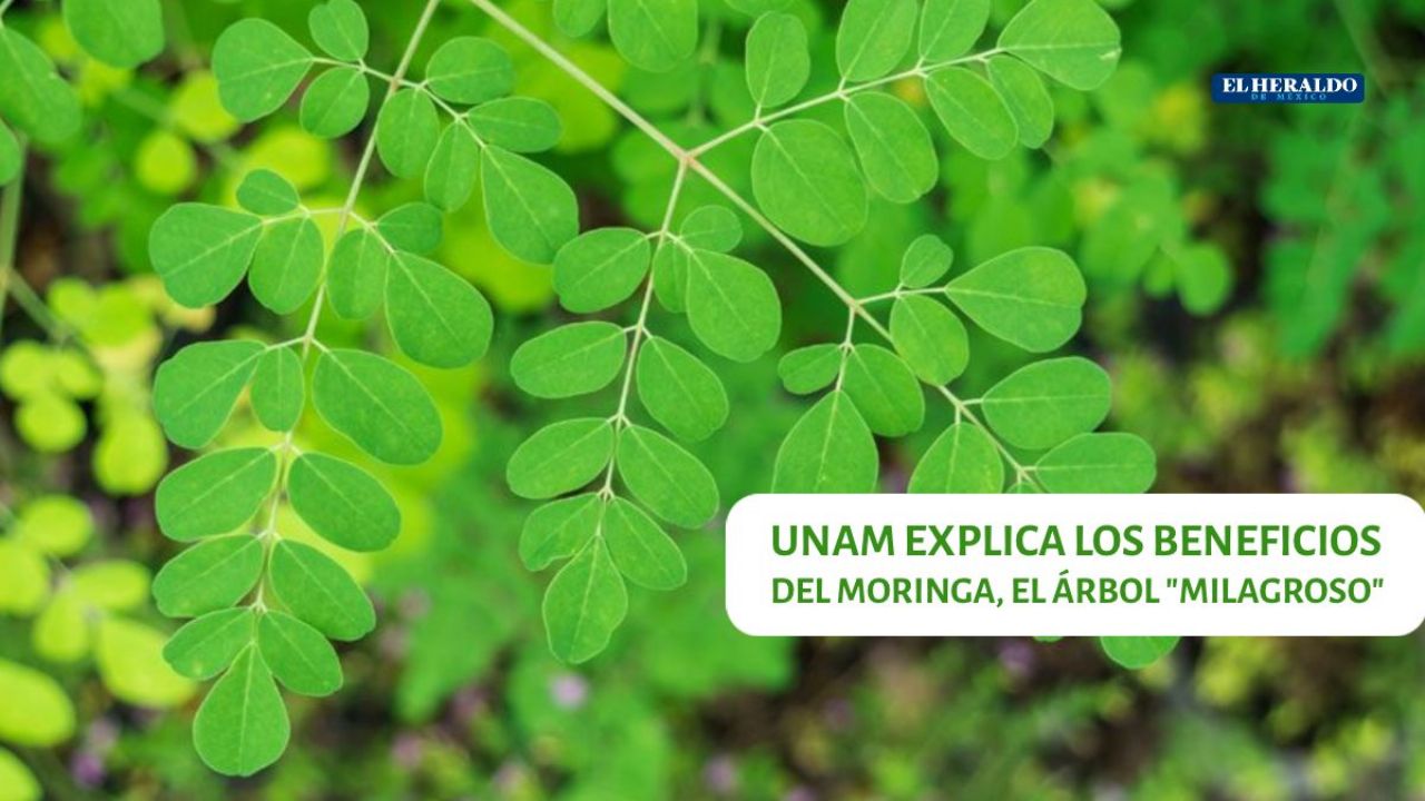 Moringa: ayuda a bajar de peso, reduce el azúcar en la sangre... ¡Sus beneficios son muchísimos!