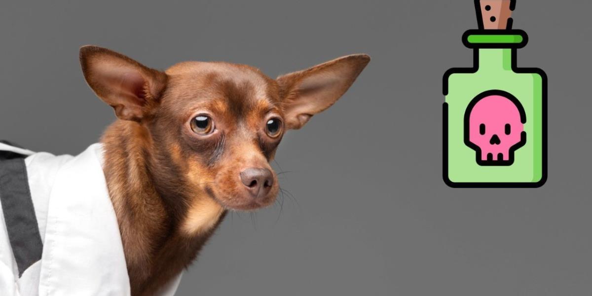 Envenenamiento de perros sigue siendo una práctica común