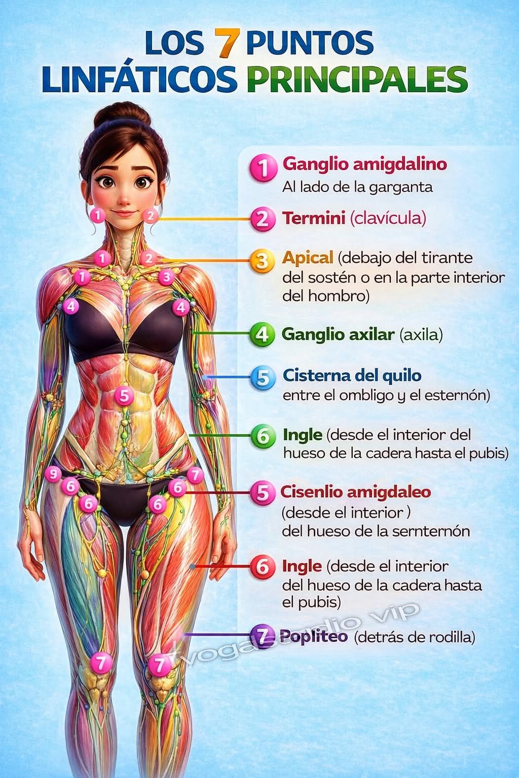 Puntos linfáticos: Técnicas para revitalizar tu cuerpo