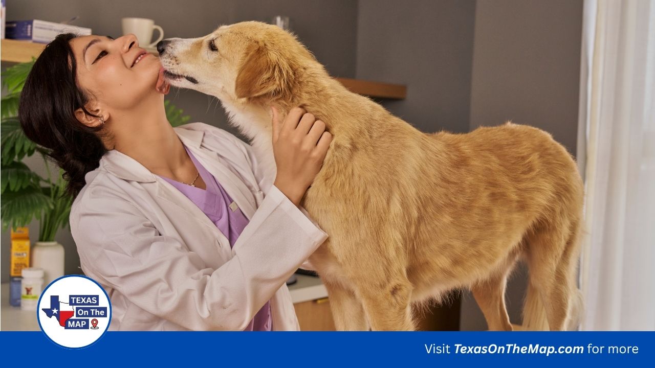 Affordable vet Austin