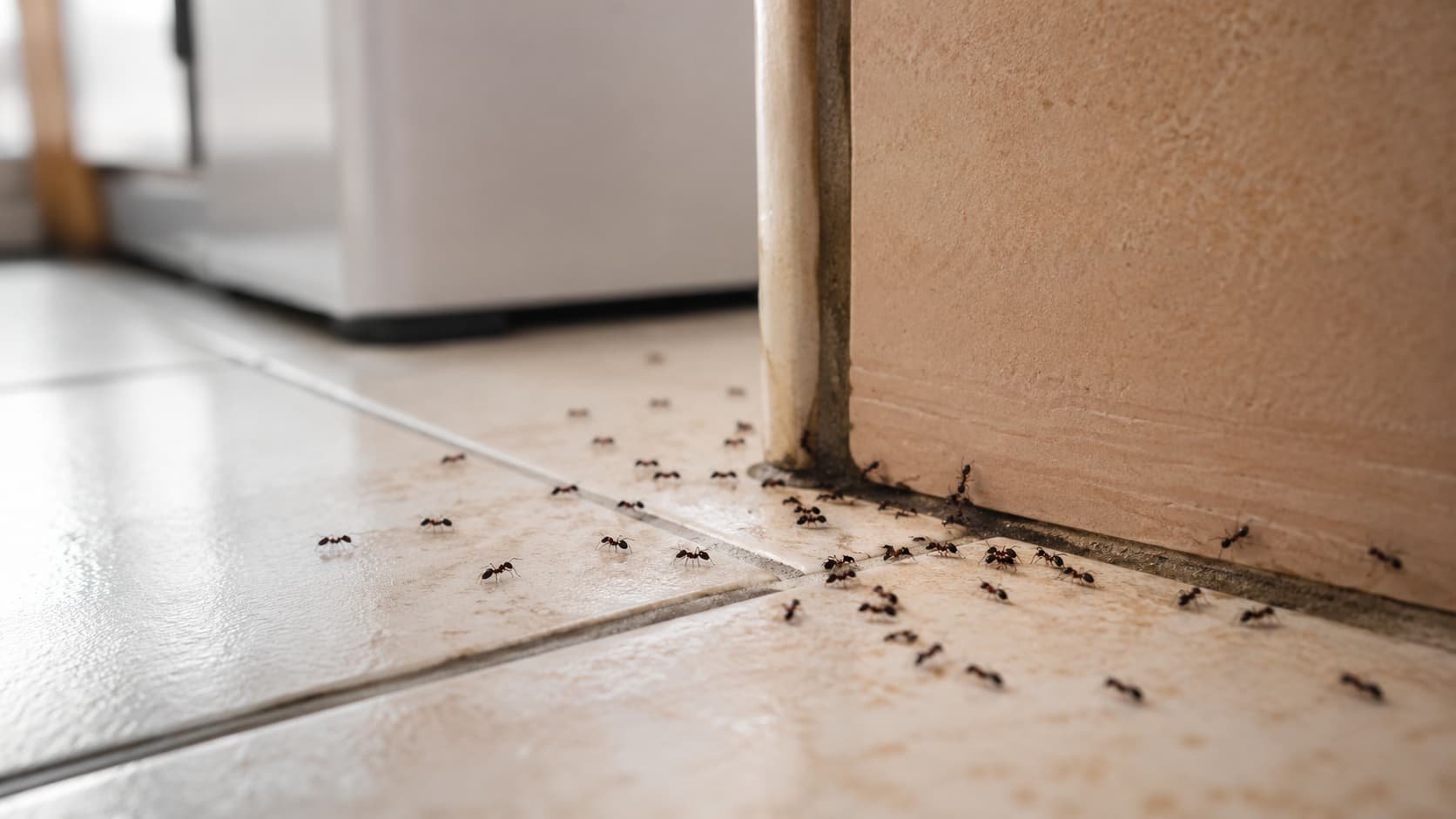 7 Best Ant Control Services in Salt Lake City, Utah (2026)