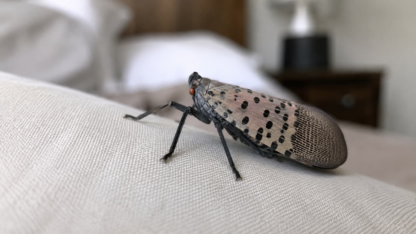 Best Lanternfly Exterminator Services in Salt Lake City, Utah (2026)