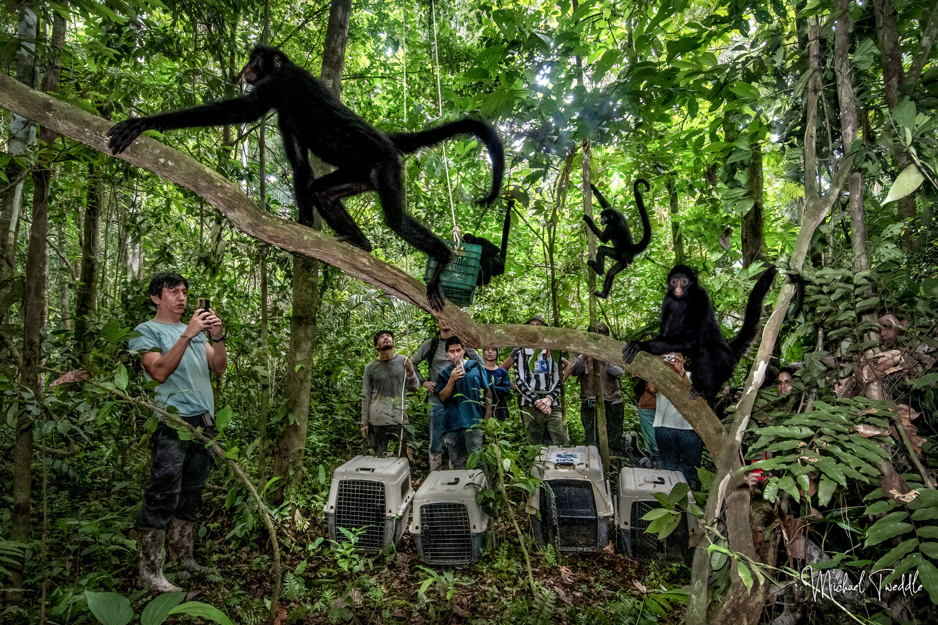 Monos fueron liberados en la selva de Palenque