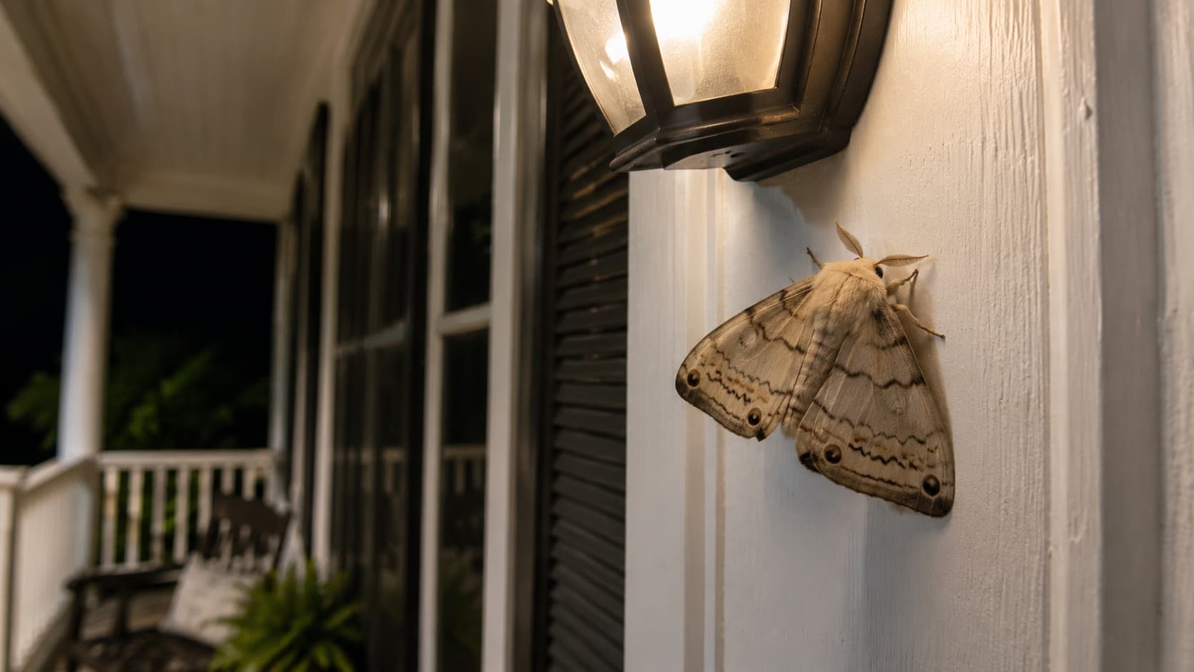 7 Best Moth Control Services in Provo, Utah (2026)