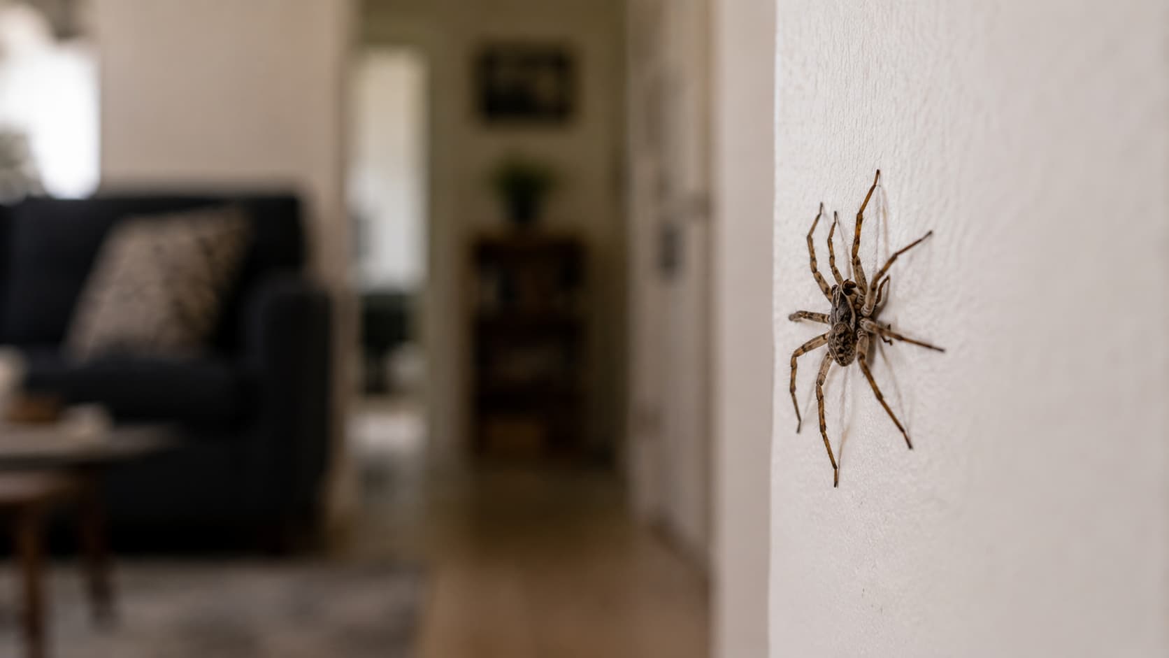 8 Best Spider Control Services in Provo, Utah (2026)