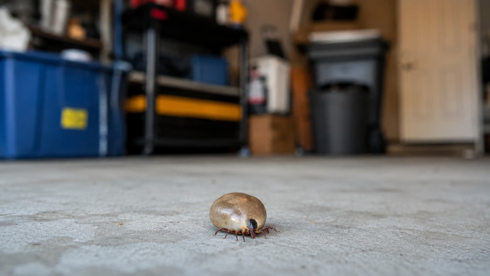 6 Best Tick Control Services in Provo, Utah (2026)