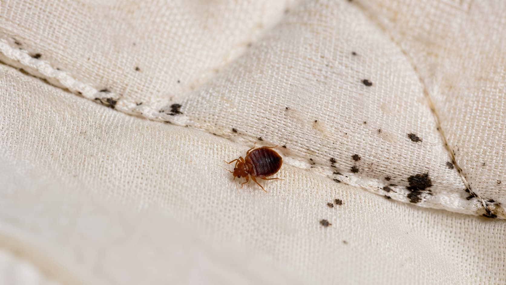 8 Best Bed Bug Exterminator Services in St. George, Utah (2026)