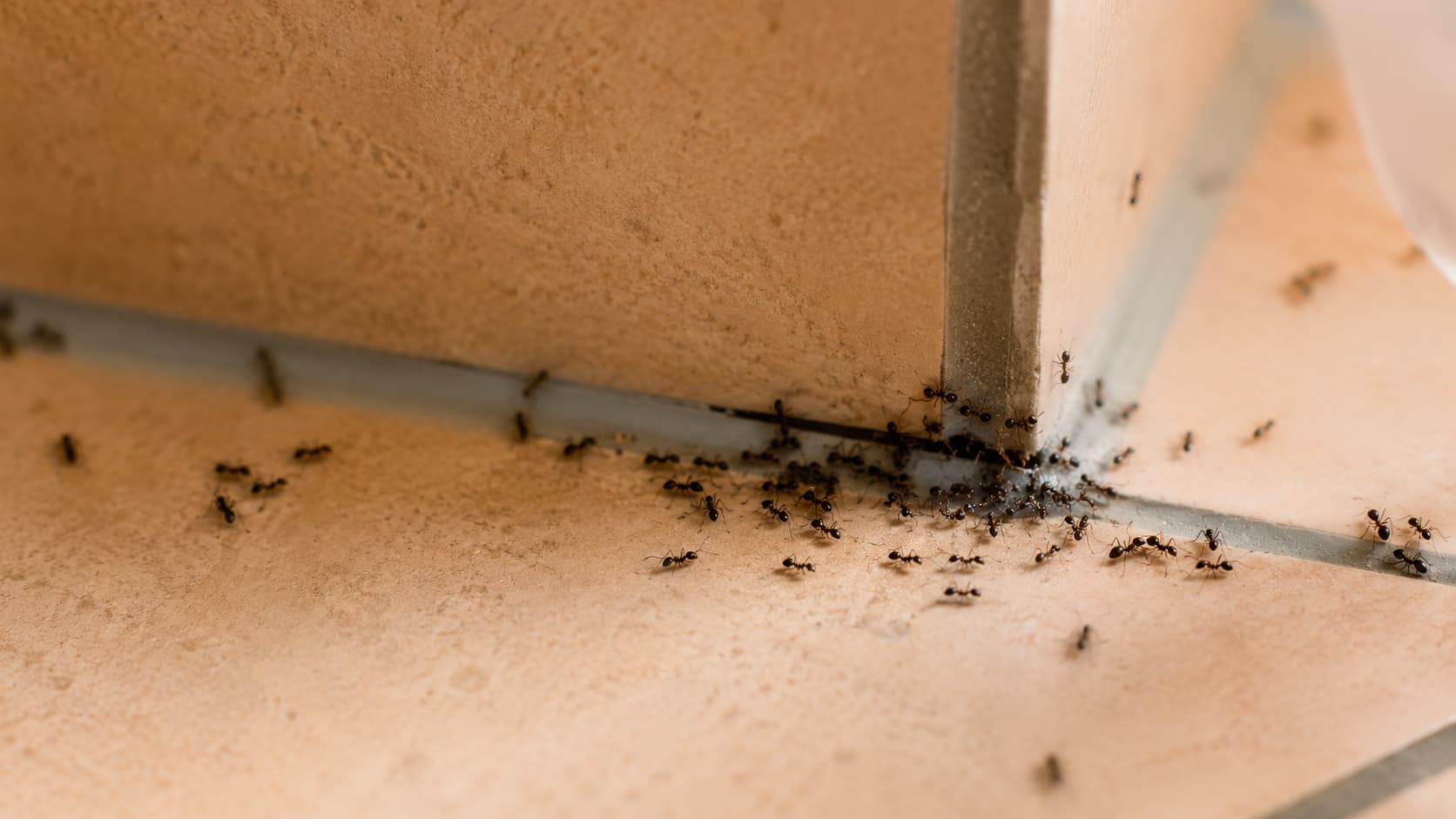 7 Best Ant Control Services in St. George, Utah (2026)