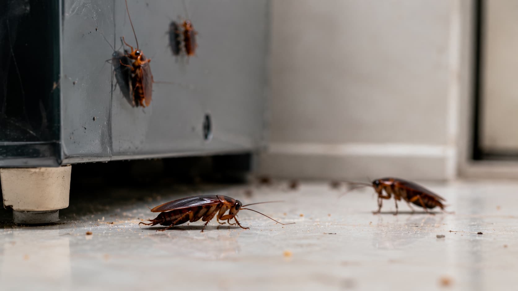 7 Best Cockroach Exterminator Services in St. George, Utah (2026)