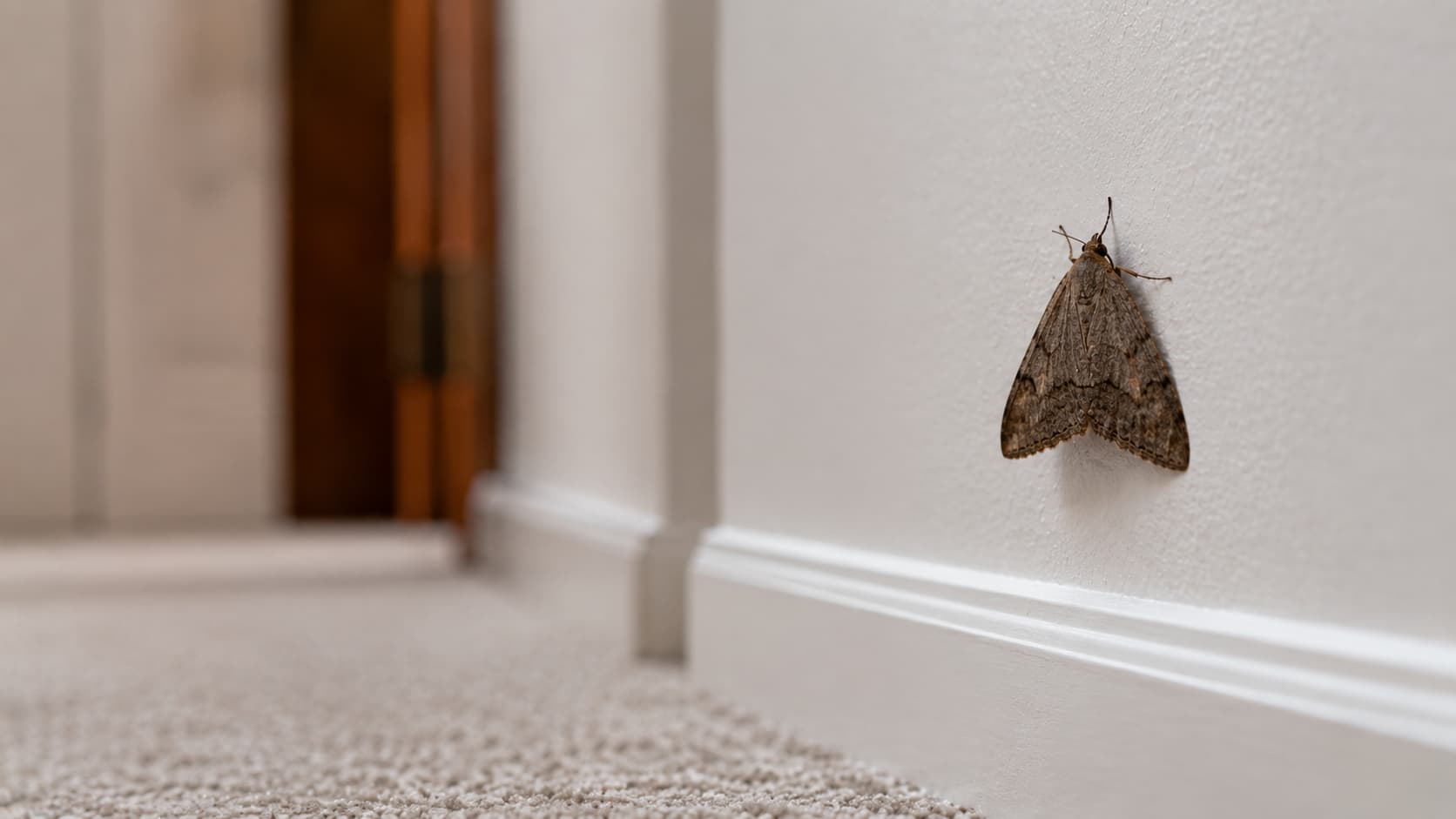 7 Best Moth Control Services in St. George, Utah (2026)
