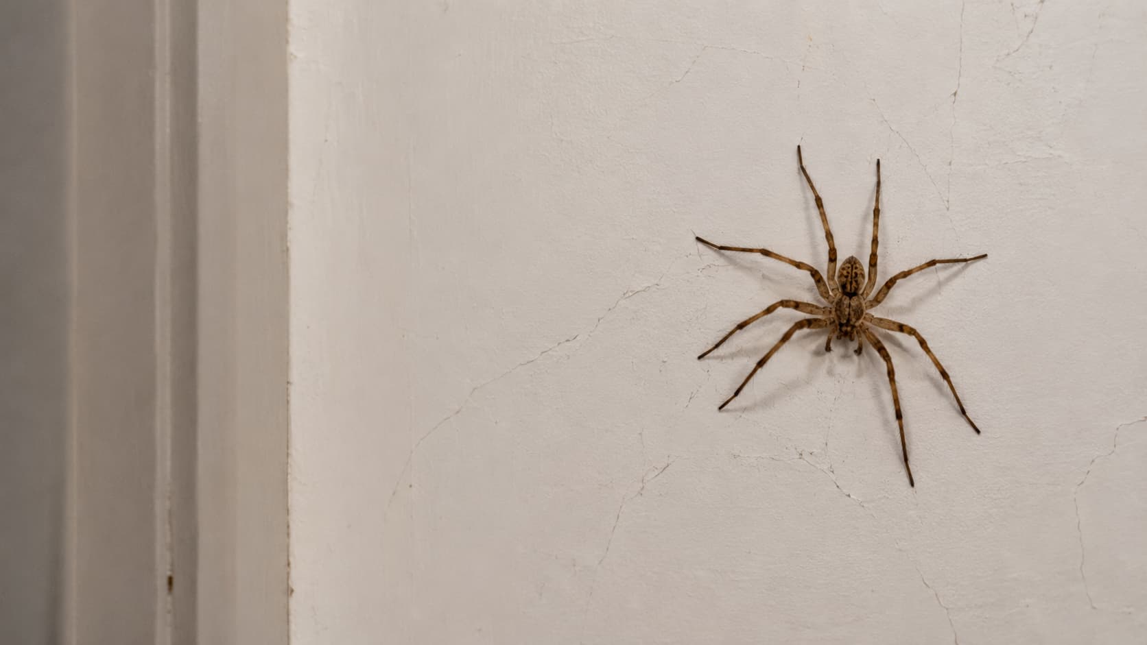 10 Best Spider Control Services in St. George, Utah (2026)