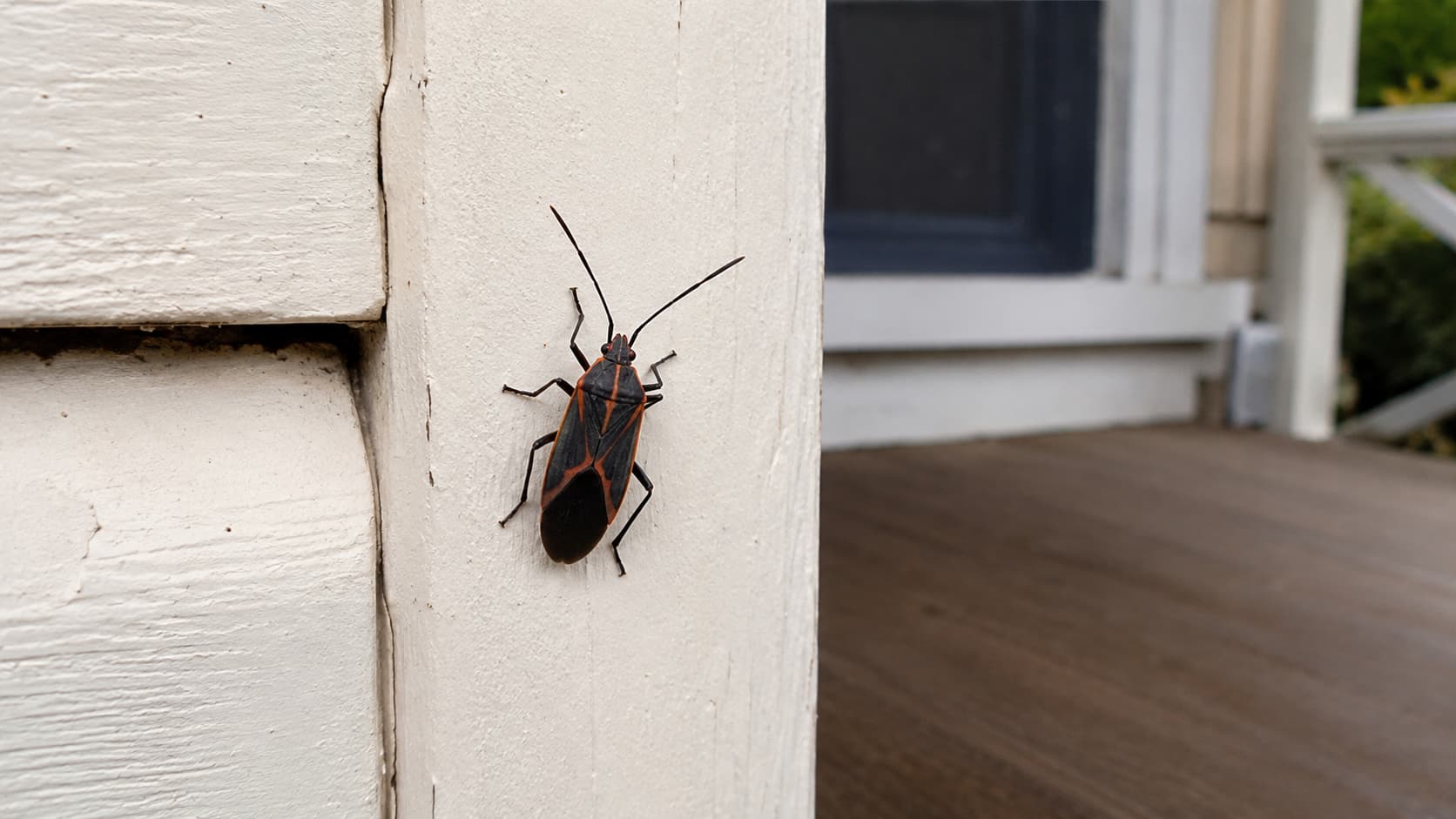 10 Best Box Elder Exterminator Services in Ogden, Utah (2026)