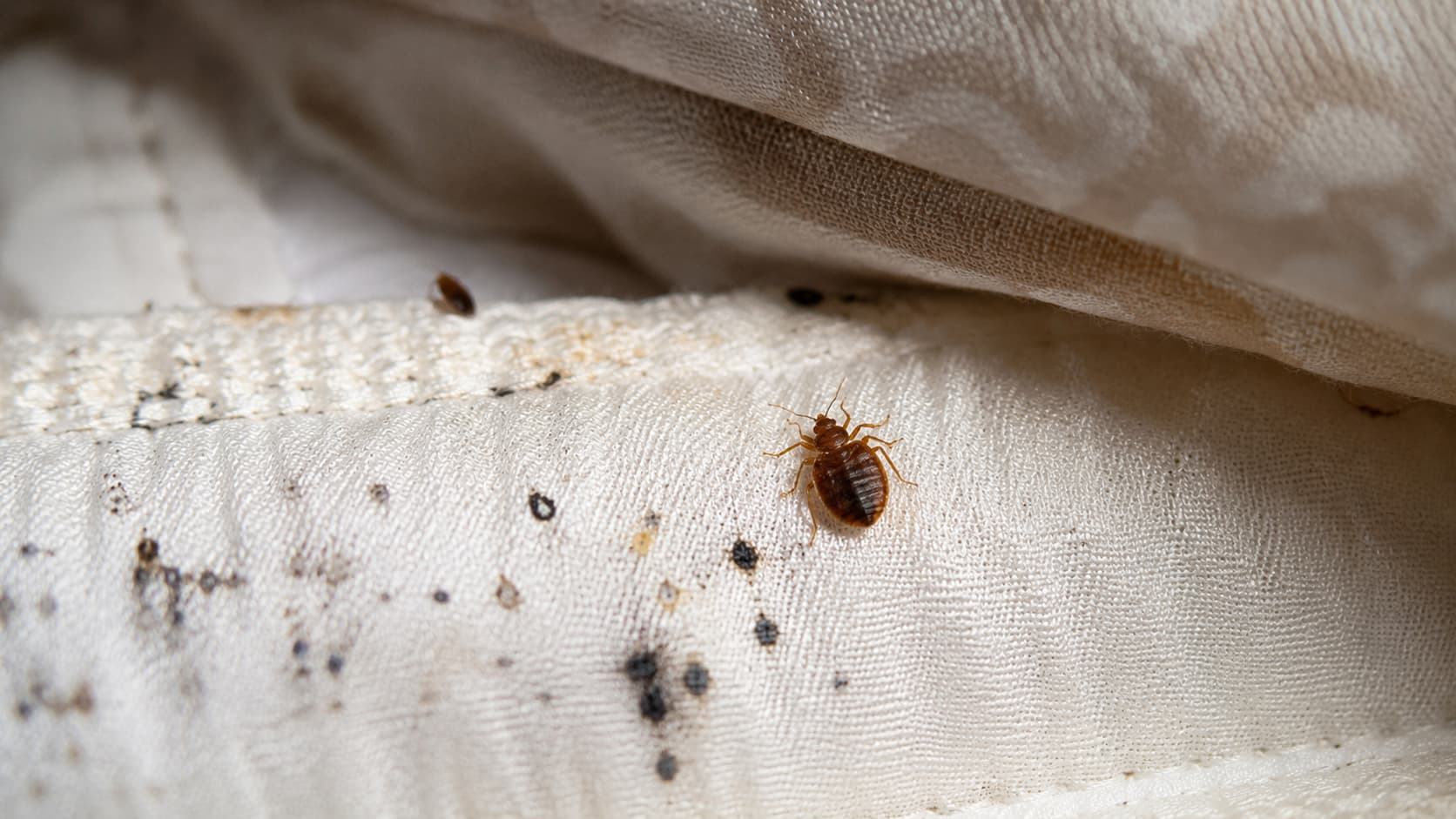 8 Best Bed Bug Exterminator Services in Ogden, Utah (2026)