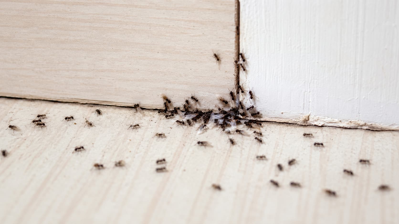 7 Best Ant Control Services in Ogden, Utah (2026)