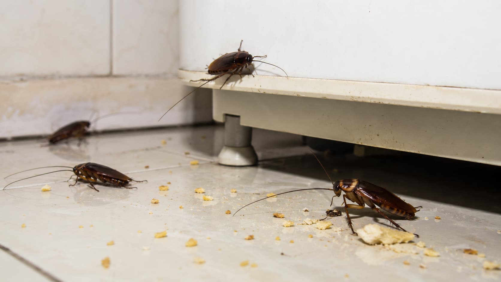 7 Best Cockroach Exterminator Services in Ogden, Utah (2026)