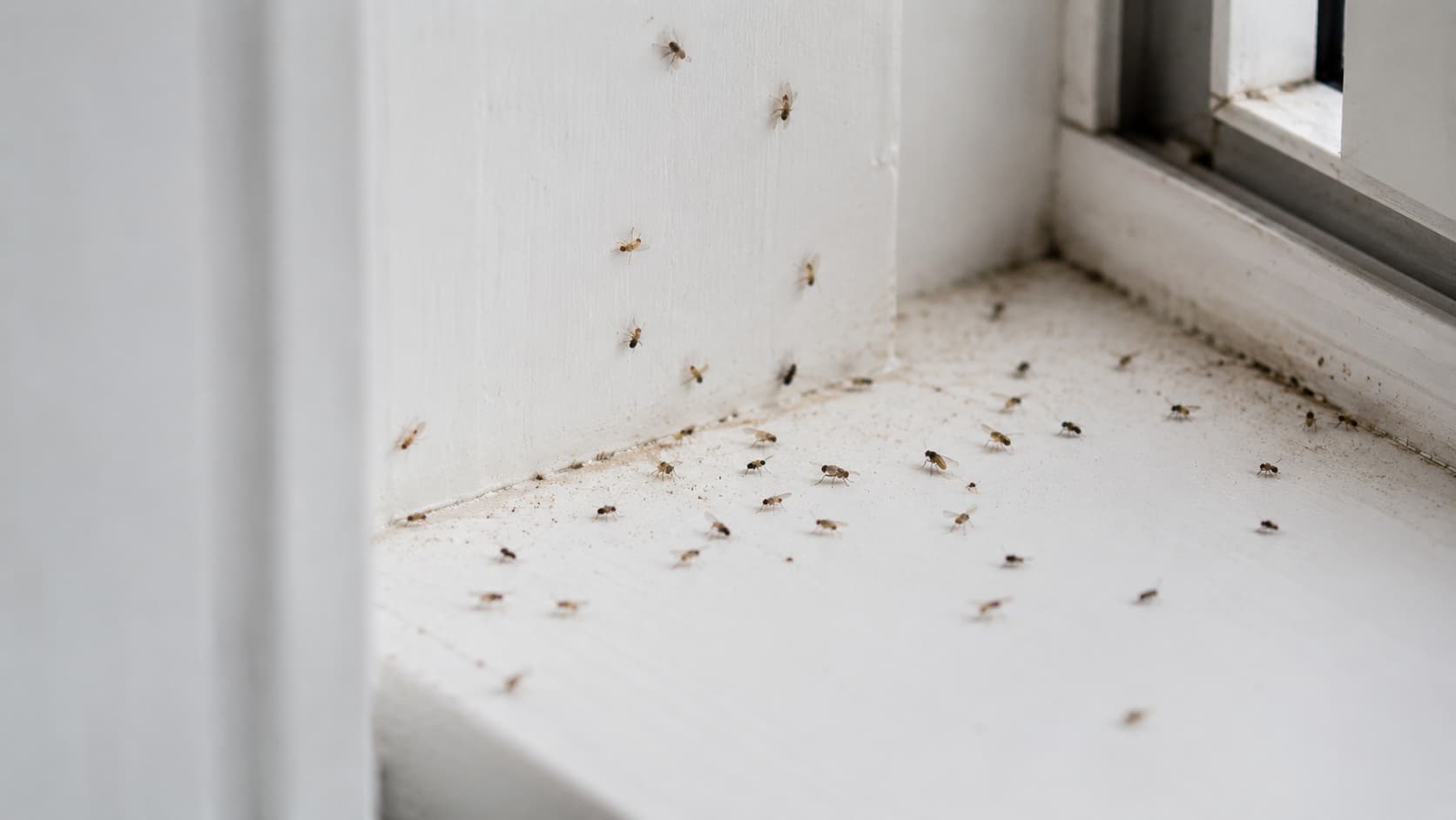 7 Best Insect Removal Services in Ogden, Utah (2026)