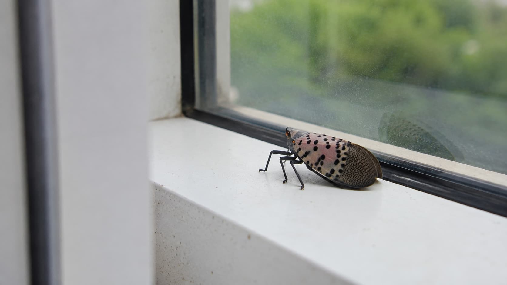 8 Best Lanternfly Exterminator Services in Ogden, Utah (2026)
