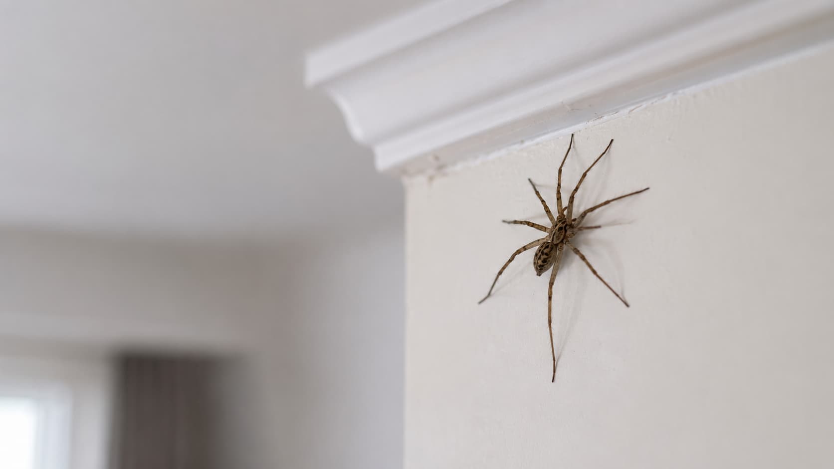 10 Best Spider Control Services in Ogden, Utah (2026)