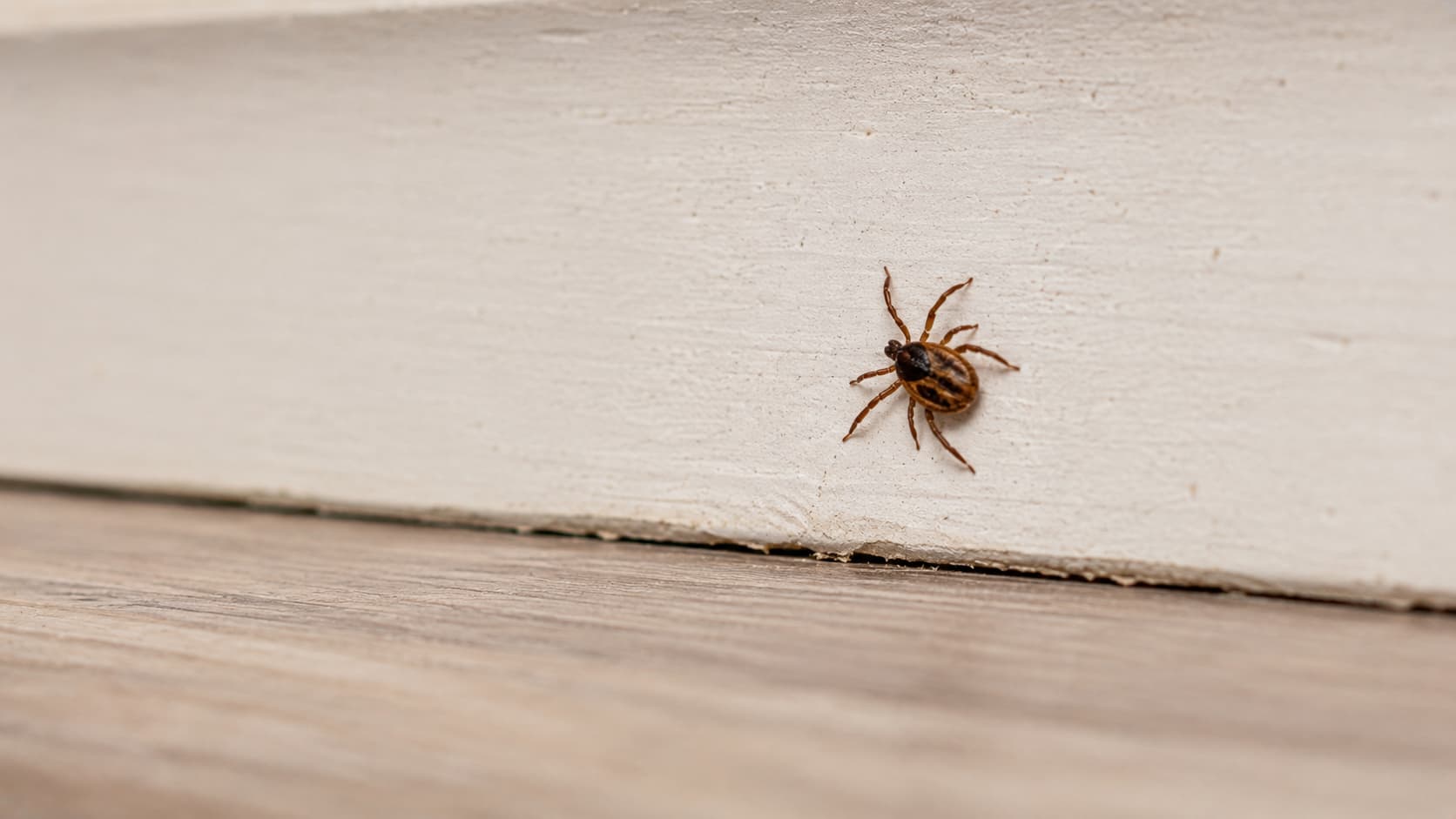 8 Best Tick Control Services in Ogden, Utah (2026)