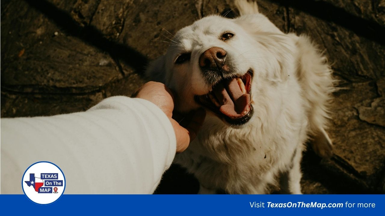 Affordable pet care Austin