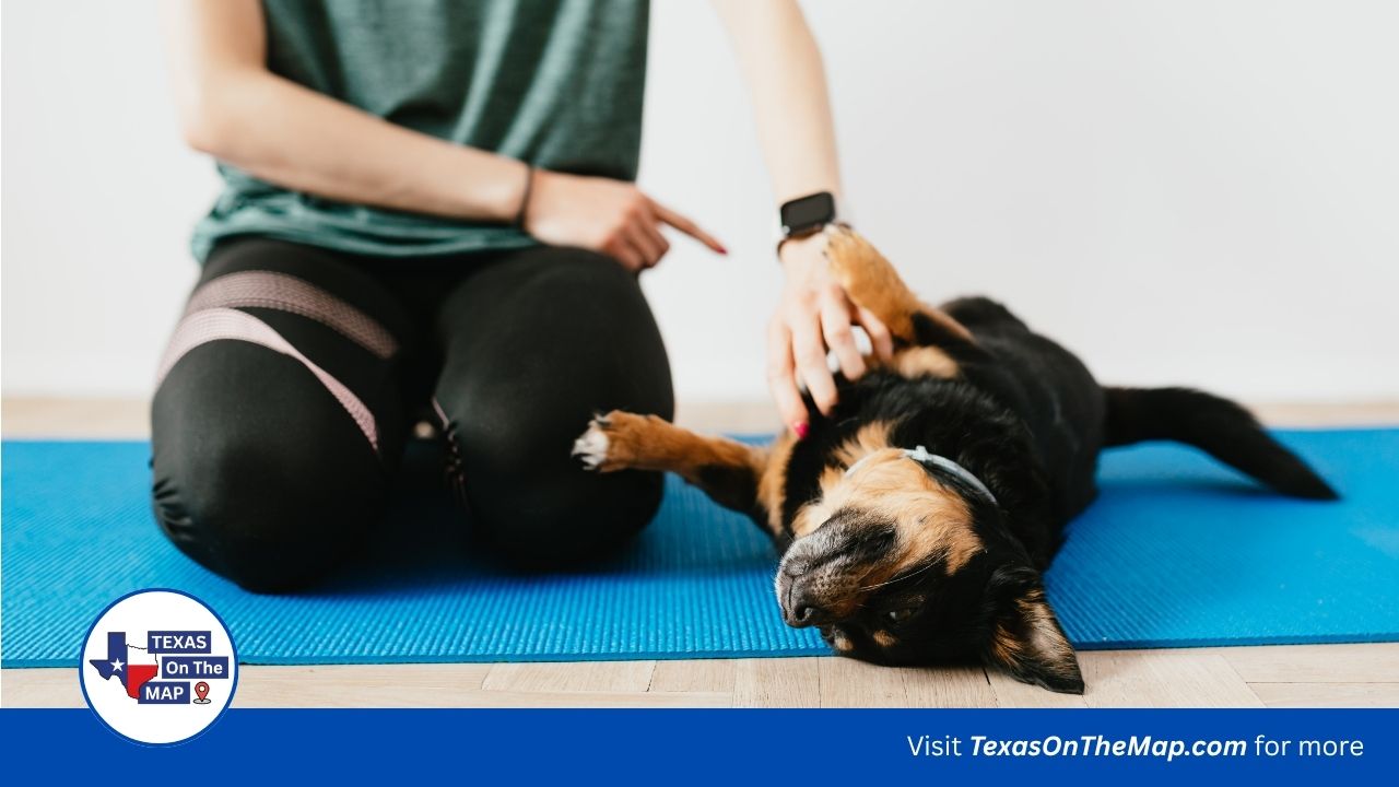 Affordable dog training Austin