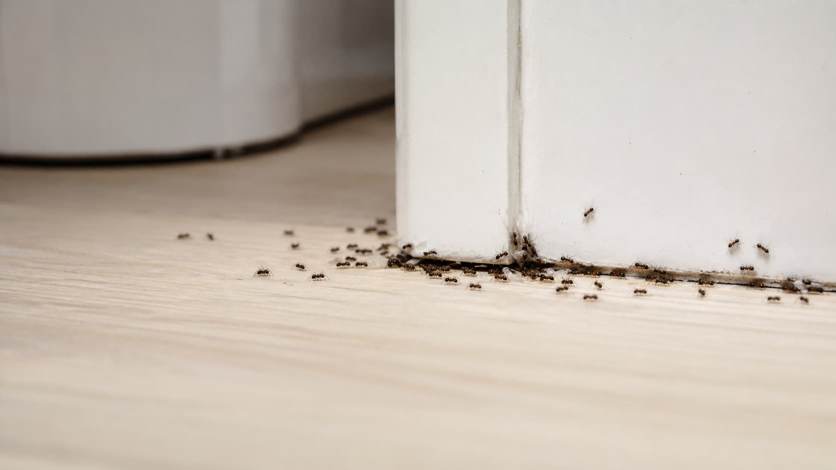 7 Best Ant Control Services in Lehi, Utah (2026)