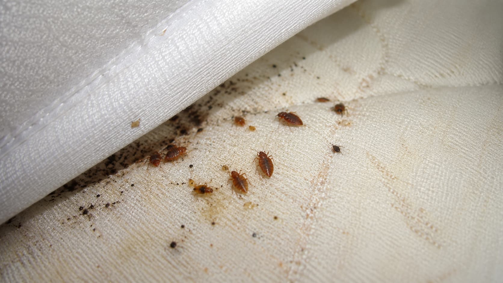 8 Best Bed Bug Exterminator Services in Lehi, Utah (2026)
