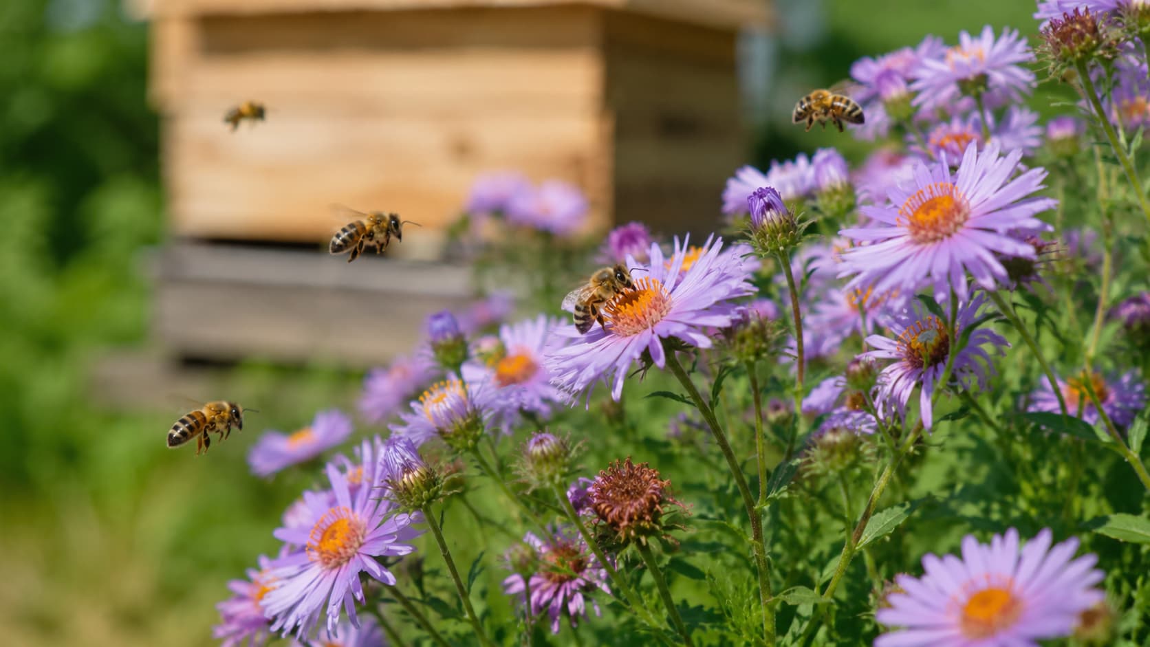 9 Best Bee Exterminator Services in Lehi, Utah (2026)