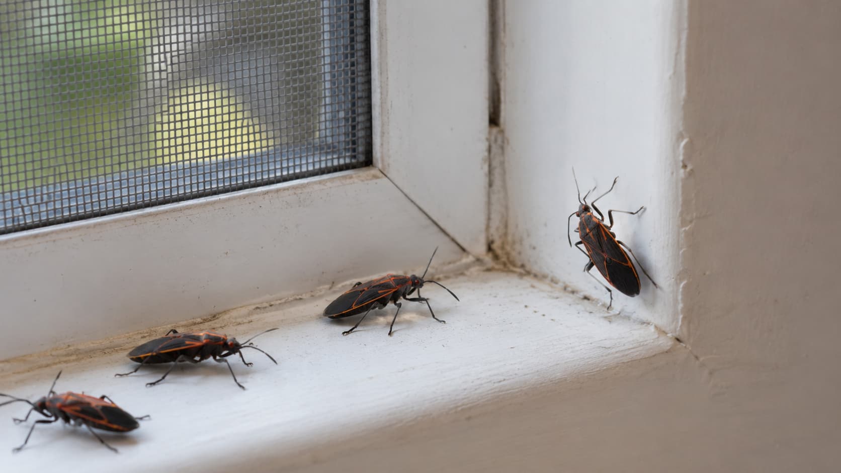 10 Best Box Elder Exterminator Services in Lehi, Utah (2026)