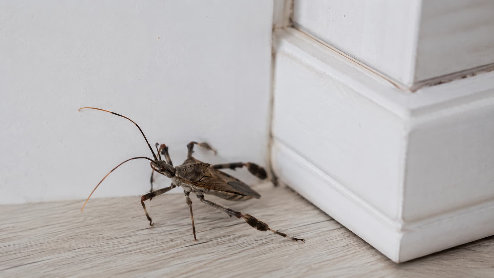 10 Best Insect Control Services in Lehi, Utah (2026)