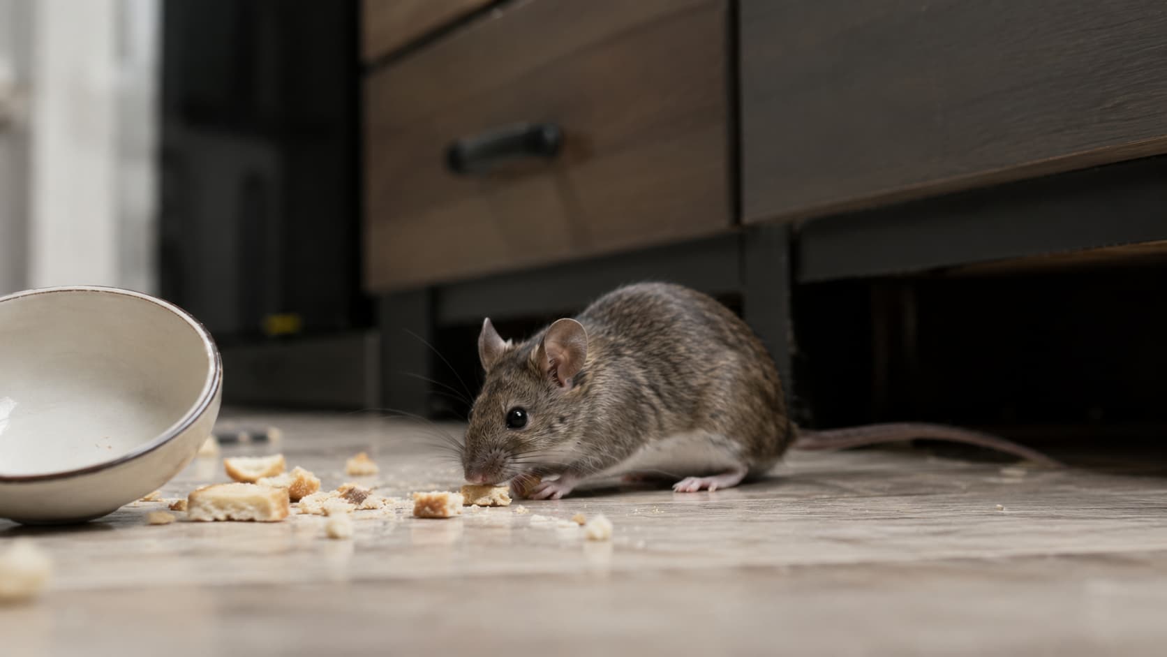 9 Best Mice Exterminator Services in Lehi, Utah (2026)