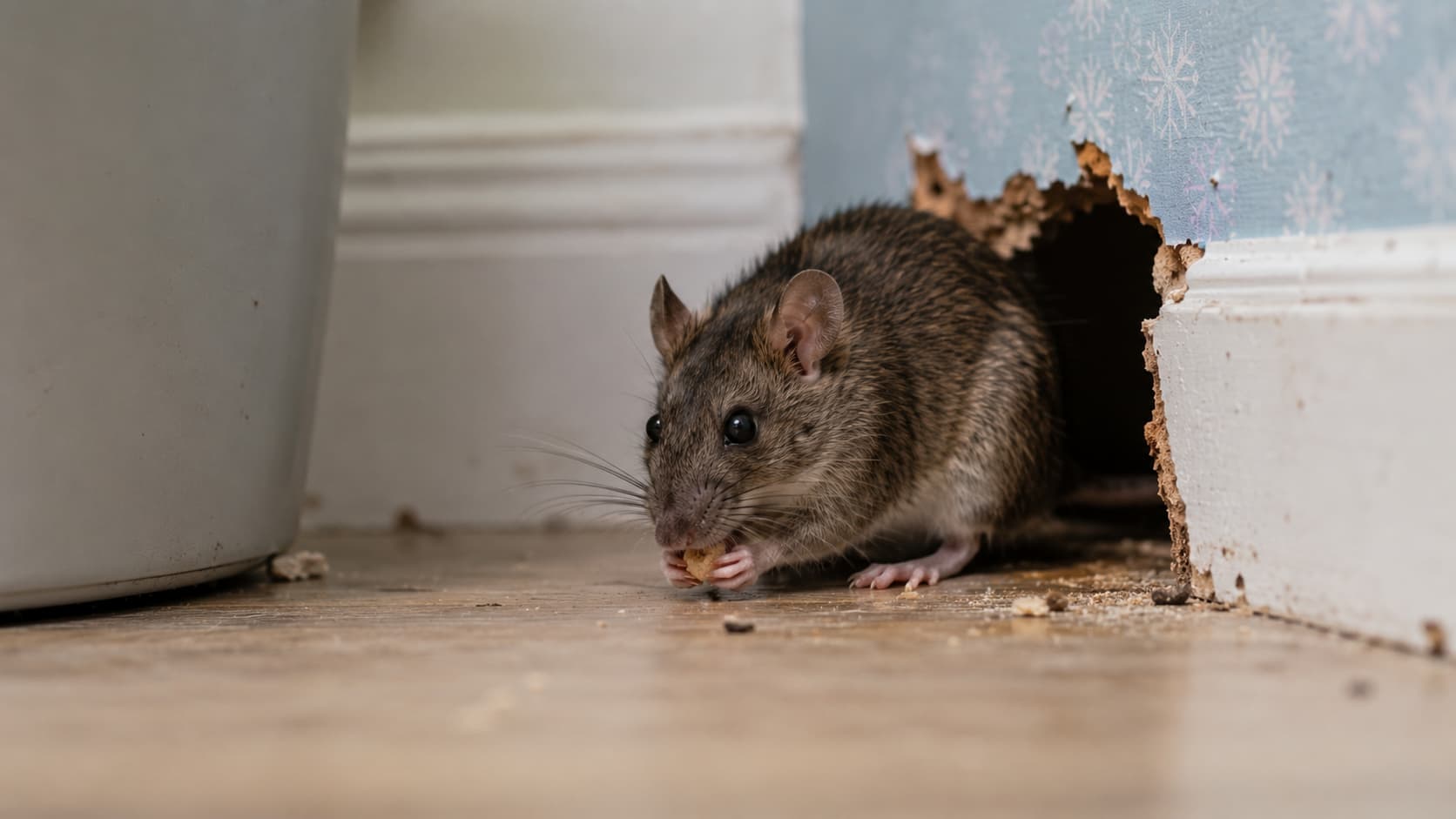 8 Best Rodent Control Services in Lehi, Utah (2026)
