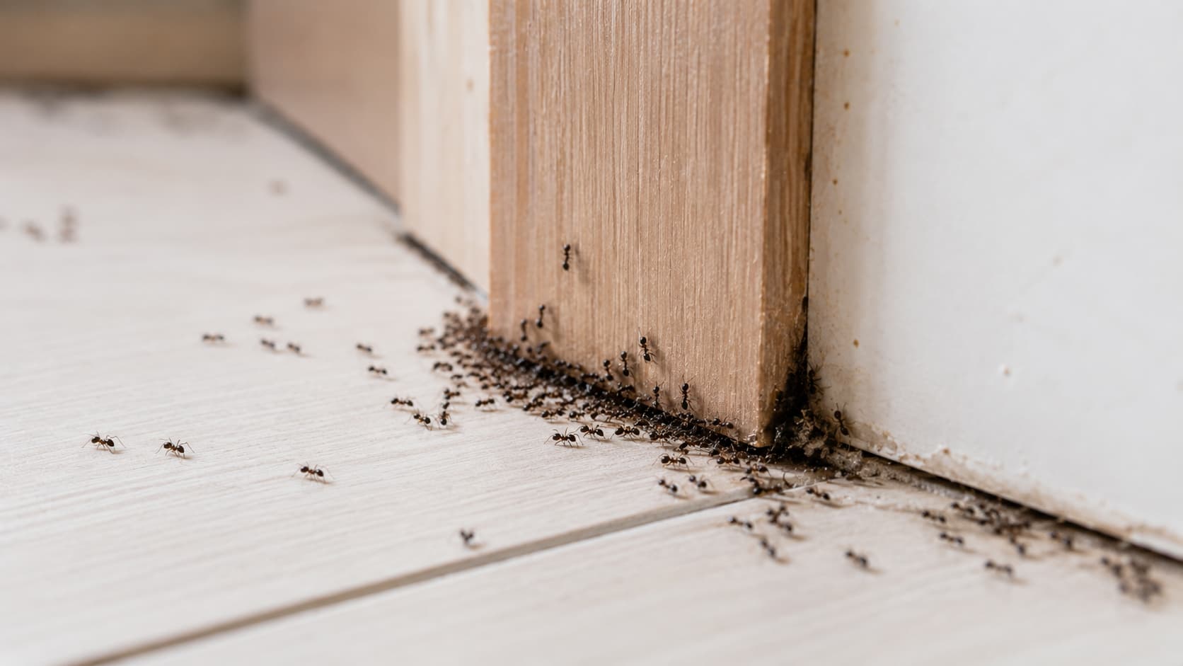 9 Best Ant Control Services in Orem, Utah (2026)