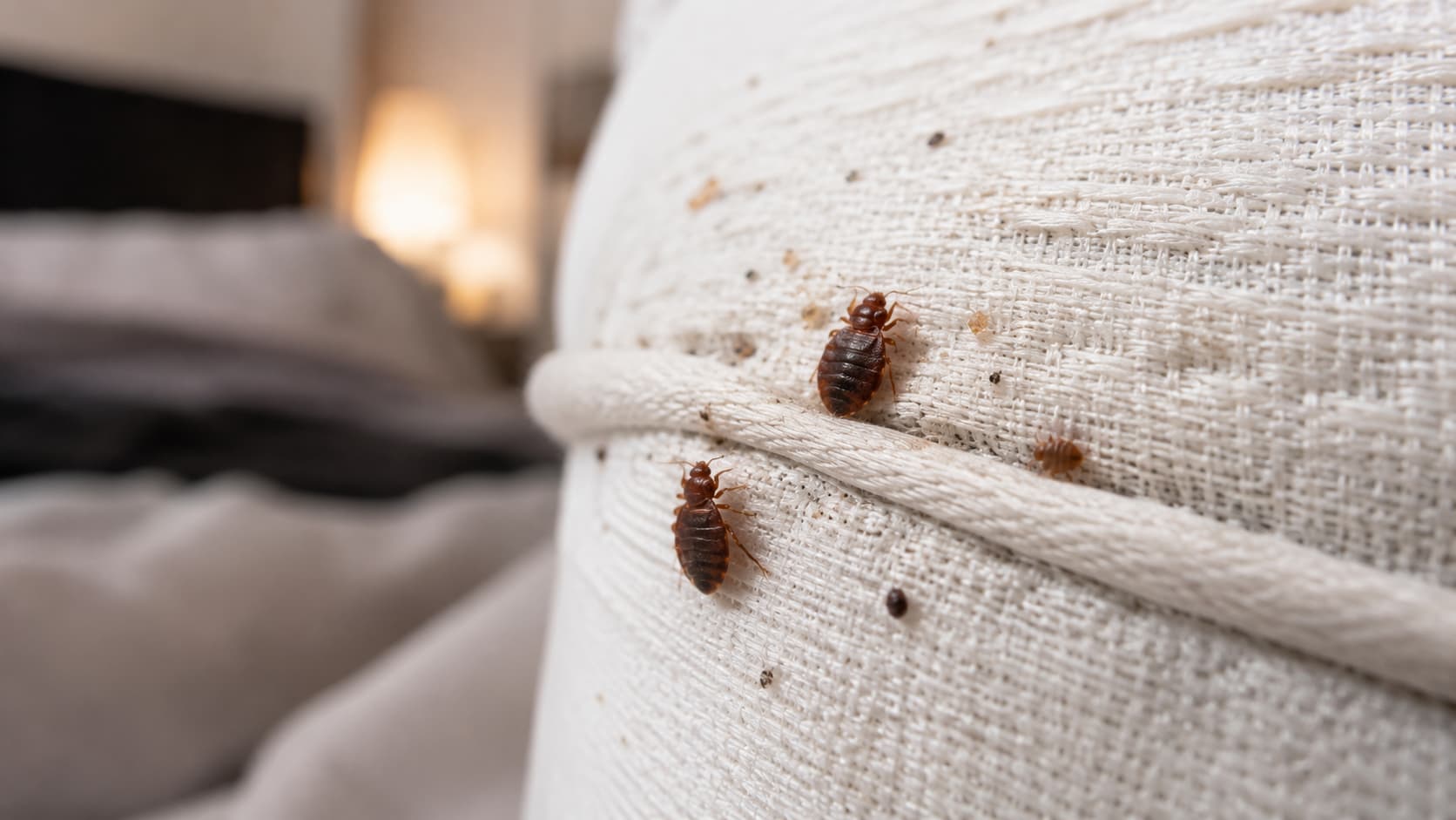 10 Best Bed Bug Exterminator Services in Orem, Utah (2026)