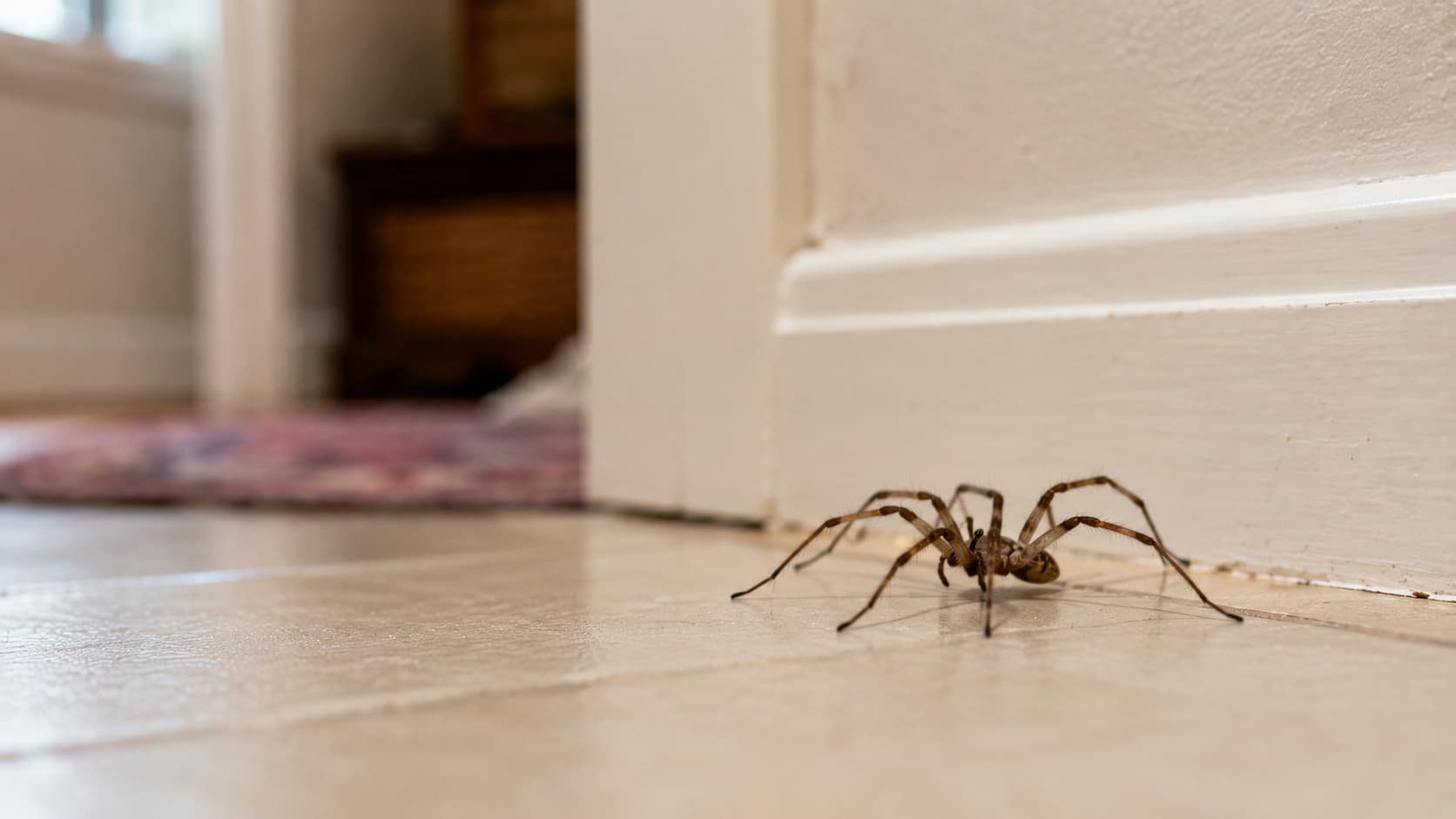 8 Best Spider Control Services in Orem, Utah (2026)