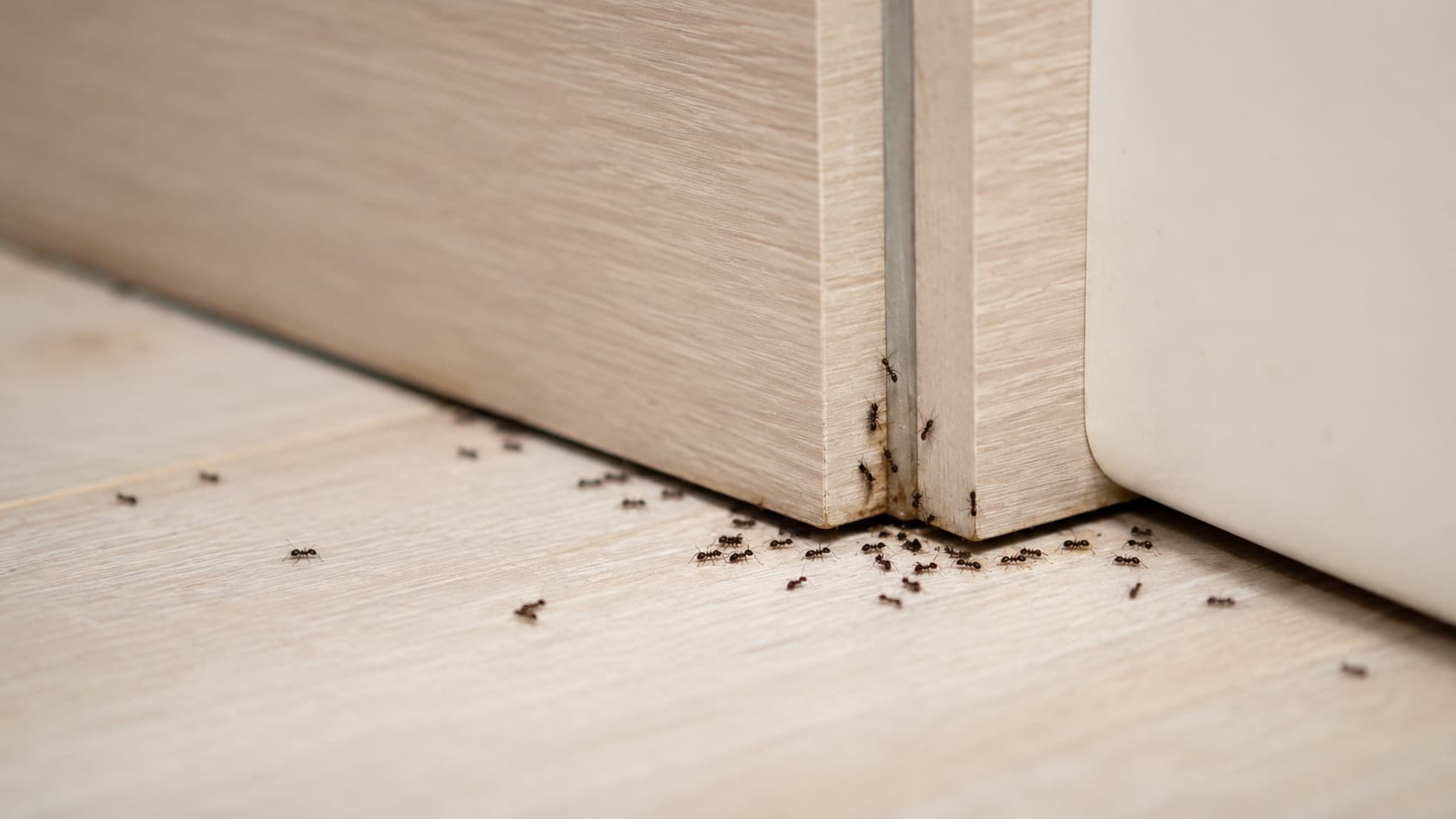 7 Best Ant Control Services in Sandy, Utah (2026)